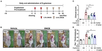 D-galactose Intake Alleviates Atopic Dermatitis in Mice by Modulating Intestinal Microbiota